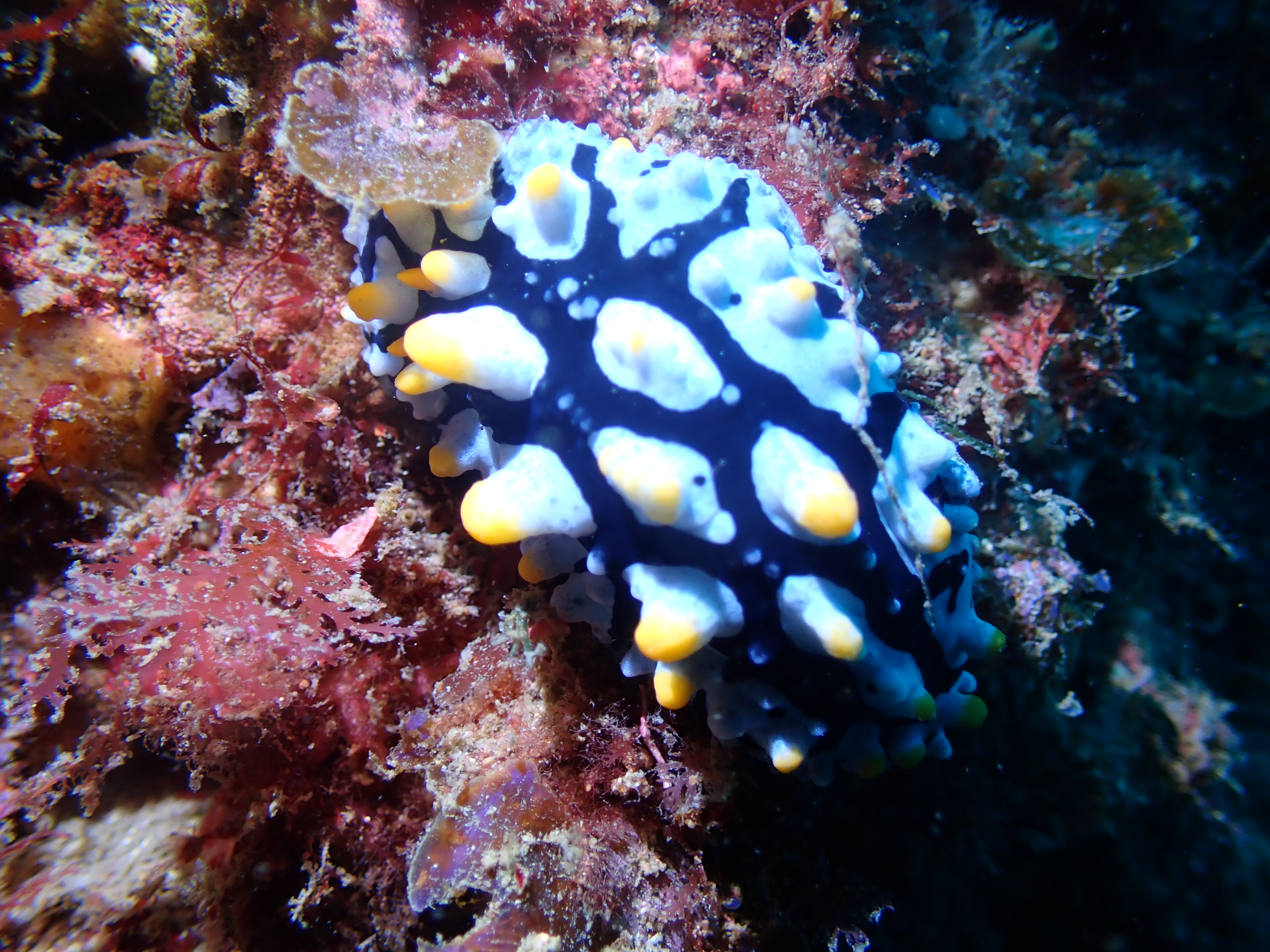 タテヒダイボウミウシ