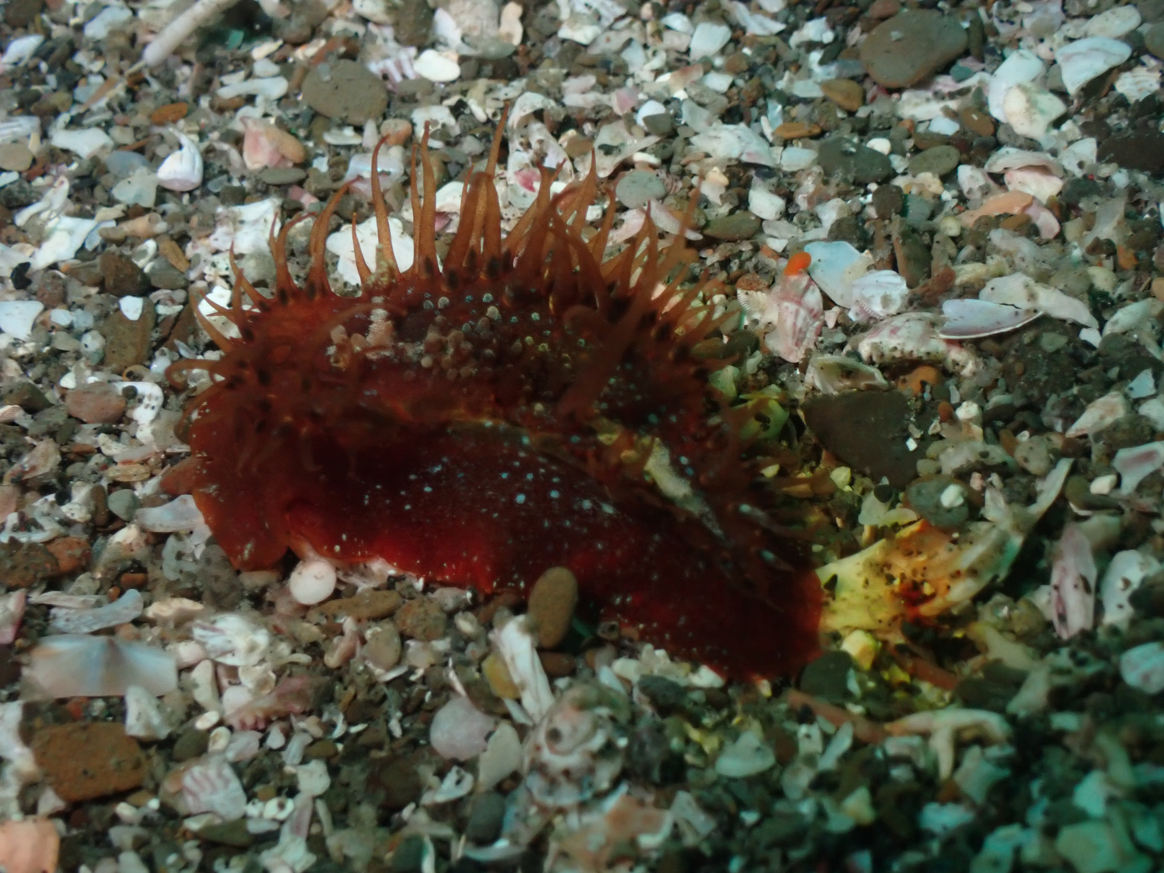 ハナショウジョウウミウシ