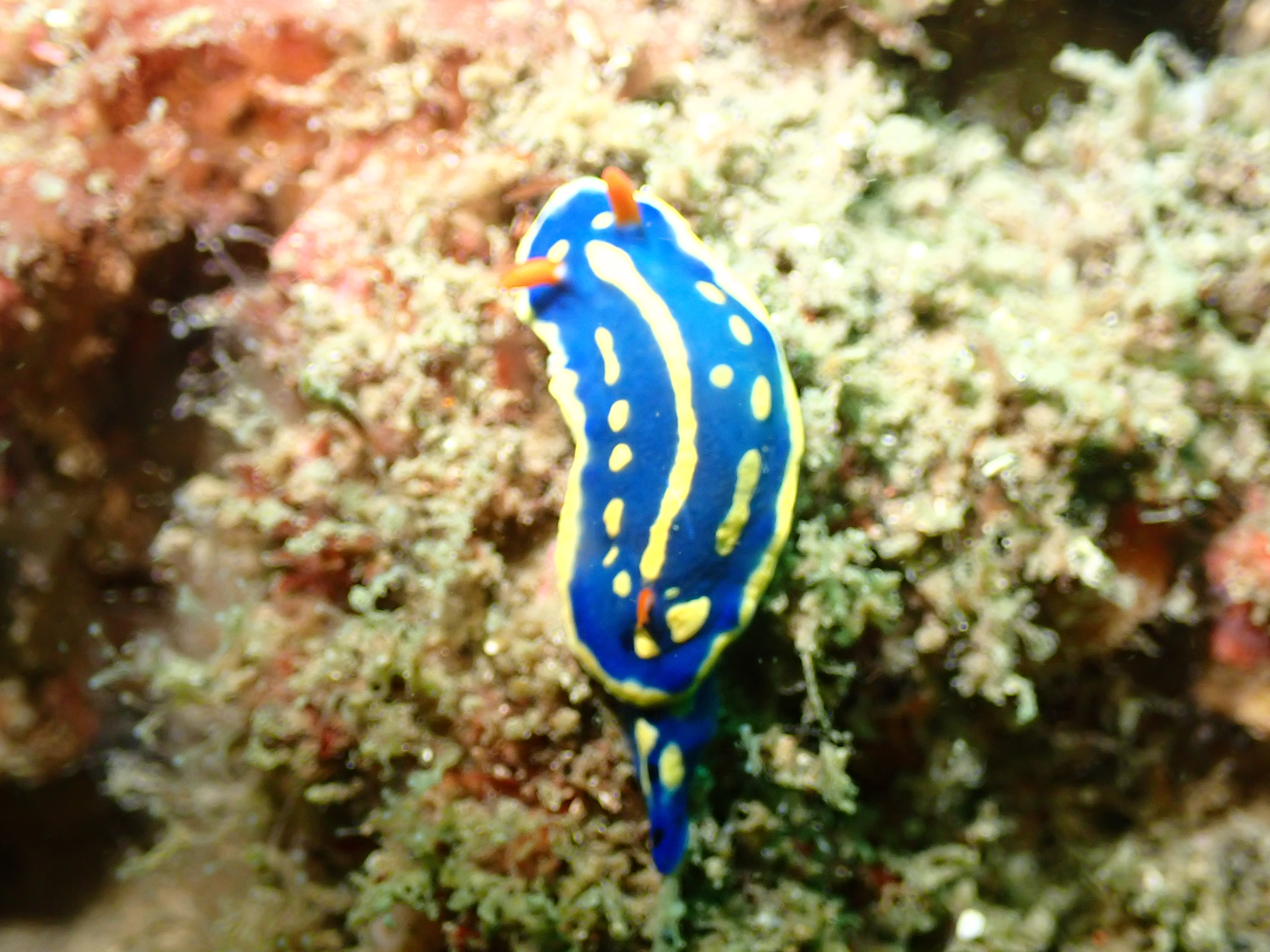 アオウミウシ